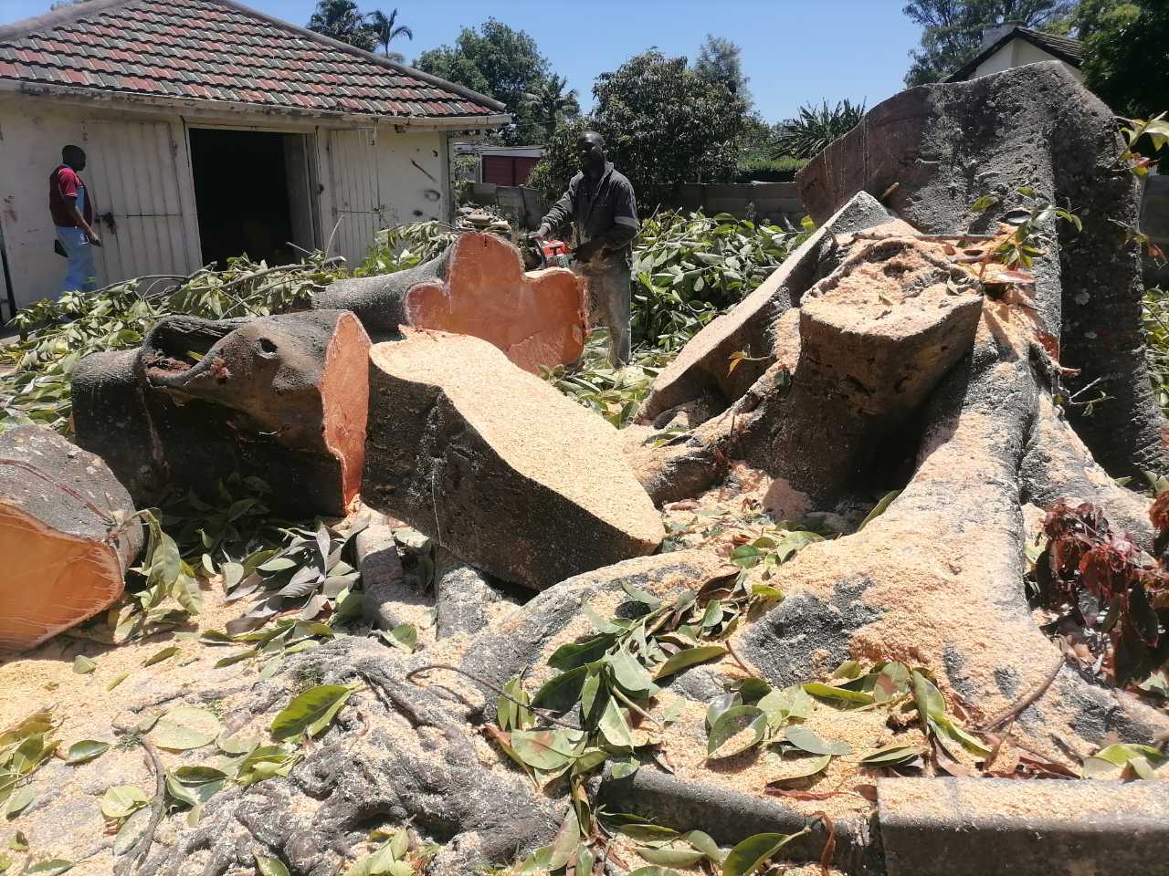 A picture of Tree cutting services 