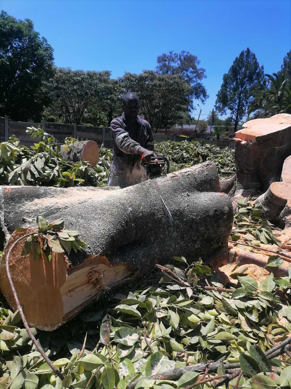 A picture of Tree cutting services 