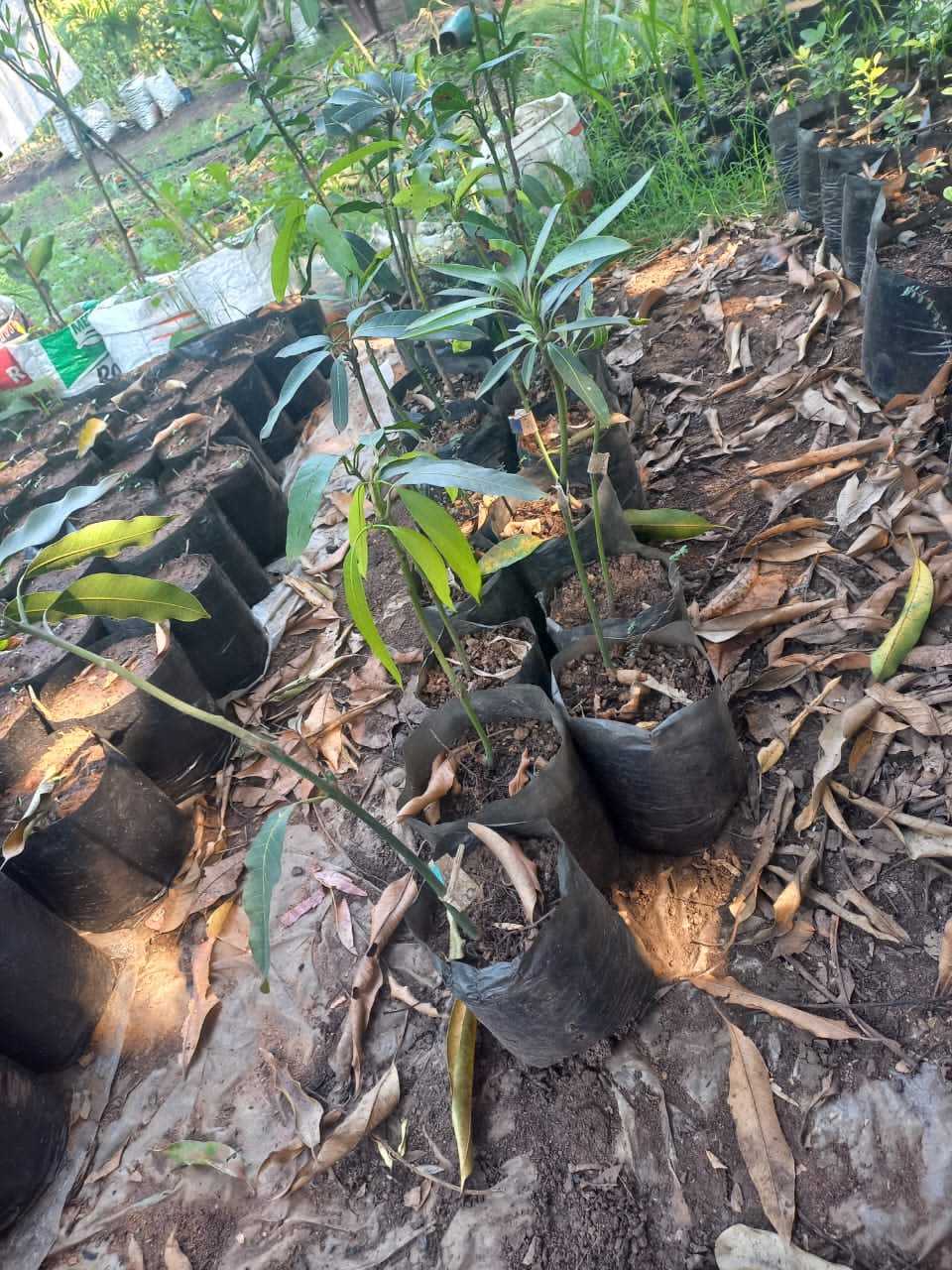 A picture of Grafted and Non Grafted Mango Trees