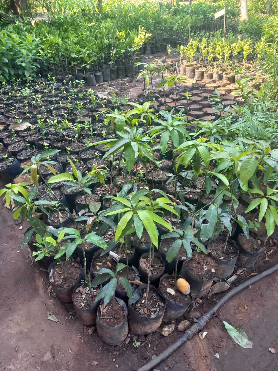 Grafted and Non-Grafted Mango Trees