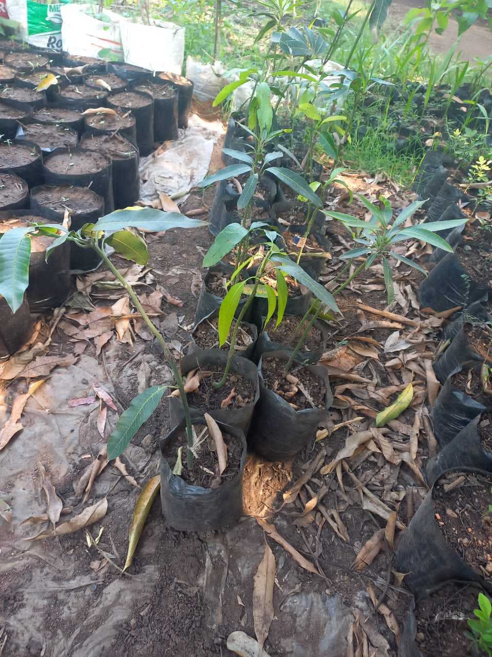A picture of Grafted and Non Grafted Mango Trees