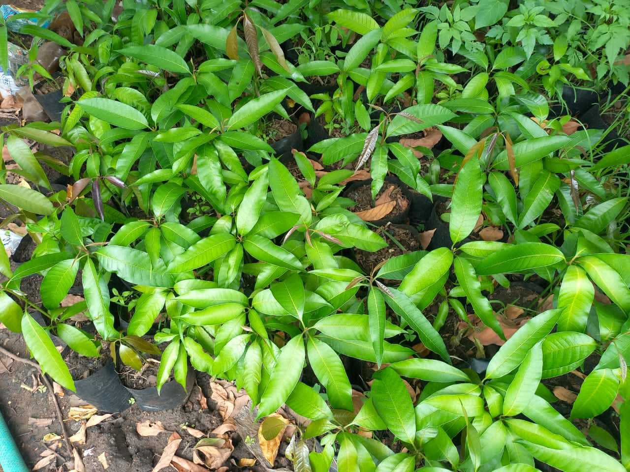 A picture of Grafted and Non Grafted Mango Trees